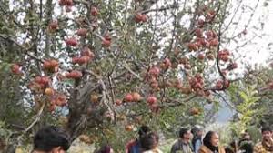 Apple Garden Kashmir Youtube