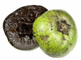 It is a beautiful large, fast growing tree with very good tasting friut. Black Sapote Tastycraze Com
