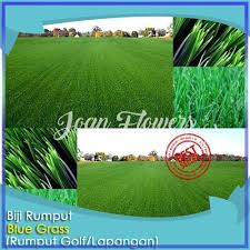 Saya juga menjual tanaman hias dan jasa pembuatan taman dan jasa pasang batu alam. Jual Bibit Tanaman Rumput Golf Rumput Taman Benih Bibit Tanaman Hias Kota Kediri Bibit Bunga Impor Tokopedia