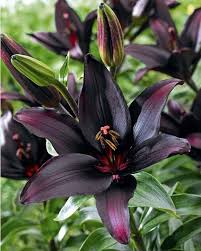 3 Lis Asiatiques Landini Lys Asiatiques Fleurs Exotiques Plantes De Printemps