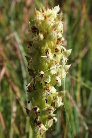 Image result for Habenaria dregeana