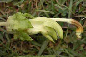 Image result for Ixora longipedunculata