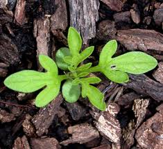 Check spelling or type a new query. Weed Ecology And Management Laboratory Major Weeds