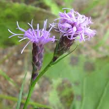 Image result for Indigofera cylindracea