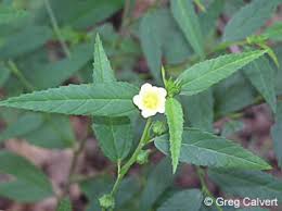 Image result for Sida acuta