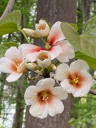 Image result for Vernicia