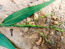 Image result for Moorochloa eruciformis