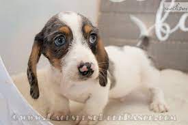 Steve was born and raised on a large ranch in freer, tx. Prince Dachshund Puppy For Sale Near San Antonio Texas 8a5a86ca 7a21 Dachshund Puppies Dachshund Puppies For Sale Dachshund Love