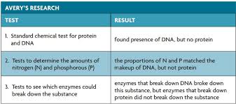 The process in which the codons carried by mrna direct the synthesis of polypeptides from amino acids according to the. Chapter 8 From Dna To Protein R E C H S Biology
