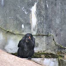 Belfast zoological gardens is a zoo in belfast, northern ireland. Belfast Zoo Born Free Reaction