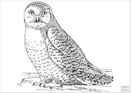 We did not find results for: Realistic Snowy Owl Coloring Pages Coloringbay