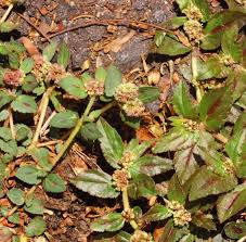 Image result for Euphorbia ophthalmica