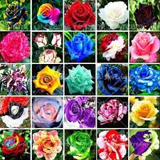 Bagi anda pecinta bunga pasti tidak terasa asing lagi dengan sebutan si queen of flower. Biji Bunga Mawar 25 Jenis Rare Rose Seeds Shopee Indonesia