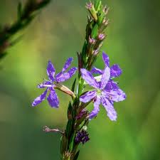 Image result for Lythrum