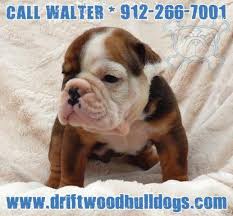 The story about the tri color of the ende. Cute Akc English Bulldog Puppies Beautiful Sable Tri Colors For Sale In Brunswick Georgia Classified Americanlisted Com