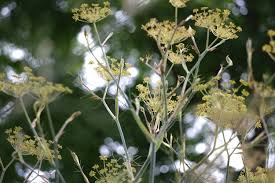 Image result for Foeniculum vulgare