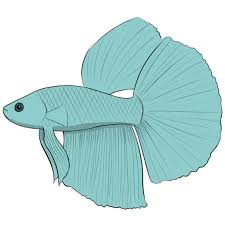 12 types of betta fish.betta fish are well known for their beautiful tails & fins. How To Draw A Betta Fish Easy Drawing Art