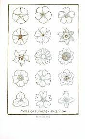 Over 100 different types of flowers images rose wallpaper and. Botanical Flower Flower Line Drawings 2 Flower Line Drawings Flower Drawing Drawings