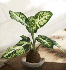 Kokedama Diefembaquia Plantas En Maceta Plantas Hojas Grandes Manualidades De Jardin