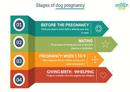 stages of dog pregnancy week by week with photos