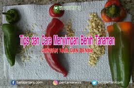 Cara menanam benih jagung yang baik. Tips Dan Cara Menyimpan Benih Tanaman Dengan Baik Dan Benar
