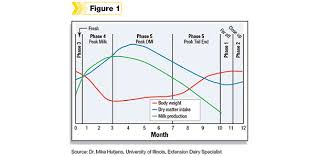 Peak Milk Intake And Body Weight How Curvy Is Your Cow