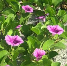 Image result for Ipomoea pes-caprae