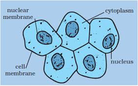 Maybe you would like to learn more about one of these? What Organelles Are Found In A Cheek Scraping And What Is Their Function Quora