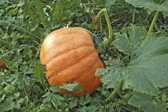 Image result
