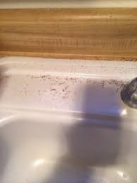 springtail control and treatments for
