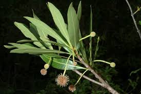 Image result for Breonadia