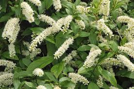 Maybe you would like to learn more about one of these? 10 Flowers That Start With V Home Stratosphere