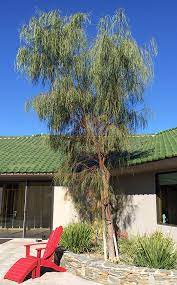 Acacia stenophylla is a species of acacia commonly referred to as the shoestring acacia. Ufei Selectree A Tree Selection Guide