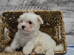 Maybe you would like to learn more about one of these? Maltese Dog Female White 3068496 Petland Dunwoody Puppies For Sale