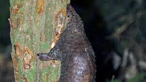Fast settlement & low fees. Pangolin Auf Der Roten Liste Das Schuppentier Ist Das Meistgeschmuggelte Tier Der Welt Rote Liste Br Wissen