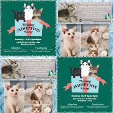 To facilitate social distancing, we offer adoptions by appointment at our adoption partner, purrfect day. 2 Cat Adoption Events Tomorrow For Those Looking To Add A Furry Friend Email Meowsquadcatrescue Gmail Com For An Application Or To Know More About The Adoption Process Or Get Pre Approved Brooklyn