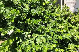 Image result for Carissa praetermissa