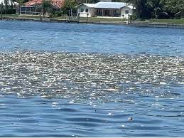 Rotten Fish Bodies From Red Tide Foul Bay City Cleans Up St Pete Fl Patch