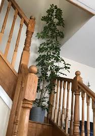 Image result for Schefflera