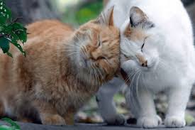 Here S What It Means When Your Cat Rubs Against Your Feet 49 Other Strange Cat Behaviors Cats Cat Behavior Cat Love