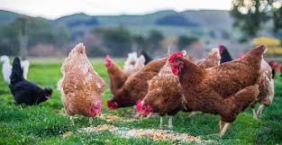 When first obtaining chickens, it is best to purchase vaccinated birds from a reliable commercial source. When Chickens Come Home To Roost Medical Independent