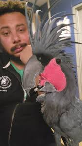 Quinn the palm cockatoo is all about communication and consent — and we  love that for him. He’s not shy about letting us know if he wants  attention, and exactly where the scratches should go. ...