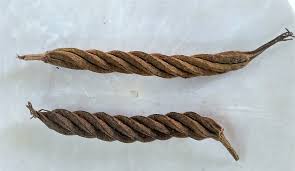 Image result for Helicteres