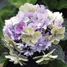 Felicity Hydrangea Shrubs Spring Hill Nurseries Hydrangea Flower Planting Hydrangeas Hydrangea Shrub