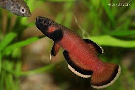 Betta Albimarginata Pet Fish Betta Fish Betta