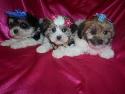 Puppies for sale and other inspirational tales: Dogs Puppies For Sale In Detroit Ebay Classifieds Kijiji Page 1 Morkie Morkie Puppies Puppies