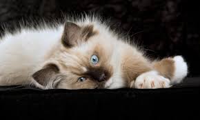 Black And White Ragdoll Cat Hd Ragdoll Kitten Lying Wallpaper Ragdoll Kittens Black White Cat Breeds Ragdoll Ragdoll Kitten Kittens