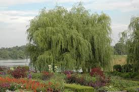It is now rare in cultivation and has been largely replaced by salix x sepulcralis 'chrysocoma'. Weeping Willow