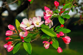 مؤثرات فيديو و خلفيات لبرامج المونتاج ورود متحركه youtube. ØµÙˆØ± ÙˆØ®Ù„ÙÙŠØ§Øª Ø²Ù‡ÙˆØ± ÙØµÙ„ Ø§Ù„Ø±Ø¨ÙŠØ¹ 2021 Ø®Ù„Ø§Ø¨Ø© Beautiful Landscape For Spring Hd