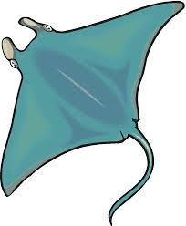 Military modelled the stealth bomber on a manta's body shape. Sea Creatures Baamboozle